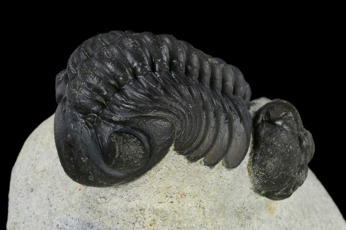 Detailed Reedops Trilobite With Friend #119044